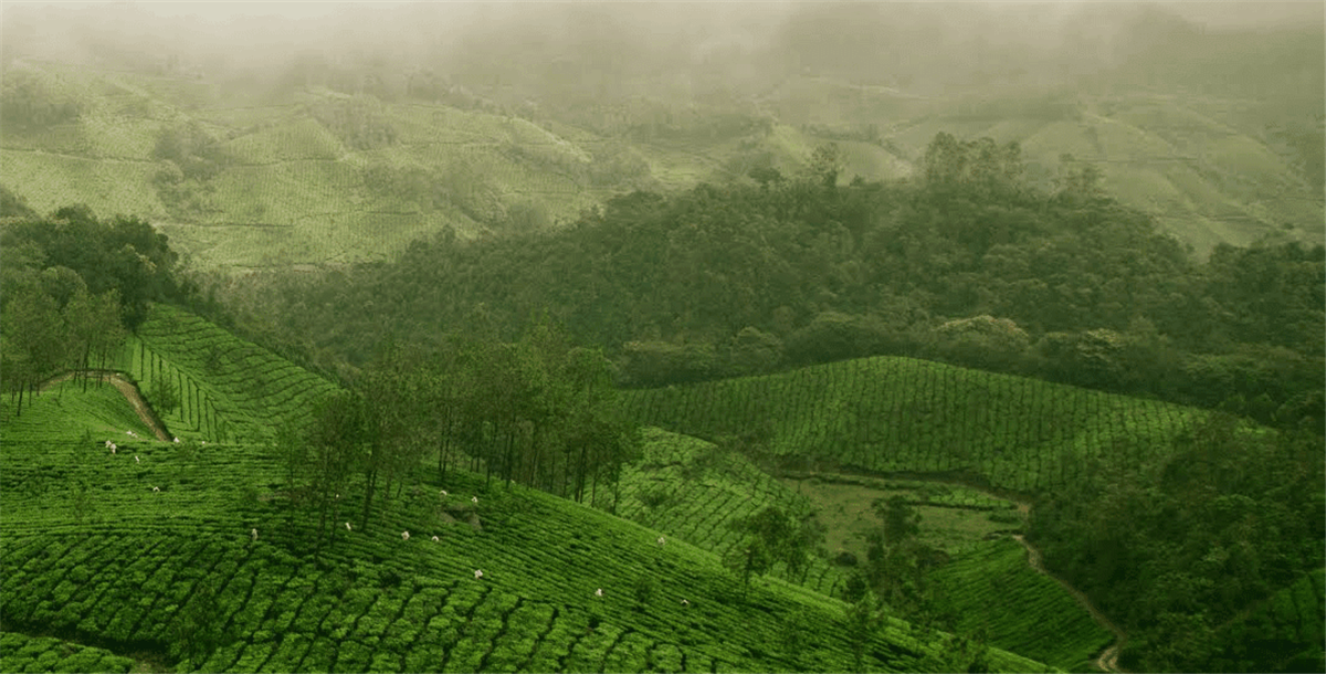 大米啤酒包裝設計參考(圖3)