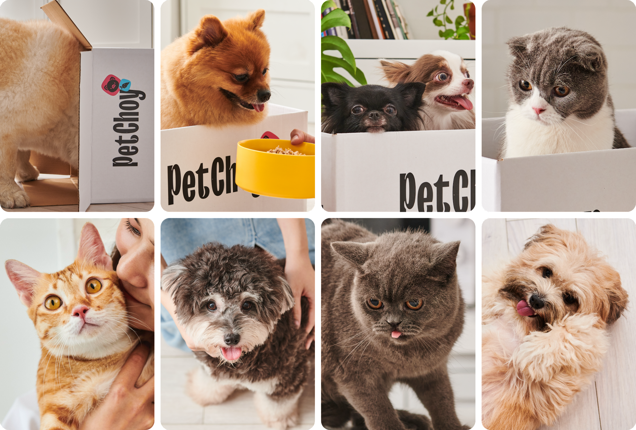 寵物包裝設計欣賞食品狗糧包裝設計欣賞貓糧包裝設計欣賞包裝設計全套(圖23)