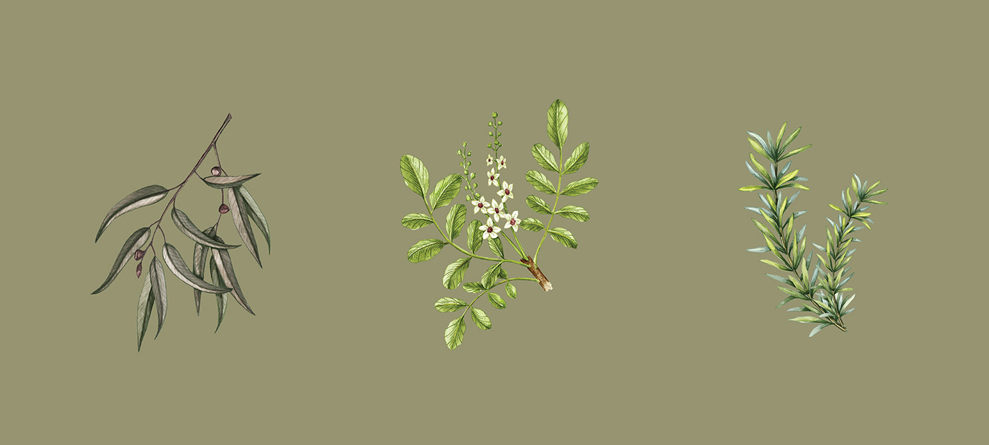 能讓人想起傳統(tǒng)的植物學(xué)書籍的護(hù)膚品包裝設(shè)計(jì)(圖9)