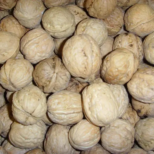 北京土特產門頭溝大核桃包裝策劃設計(圖1)