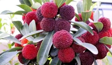 昆明特產楊梅包裝設計要注意什么(圖1) 昆明特產楊梅包裝設計要注意什么(圖1)