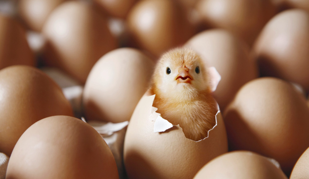 四喜：干嘛要聚焦束縛自己手腳？多業經營豈不是成功率更高？(圖2)